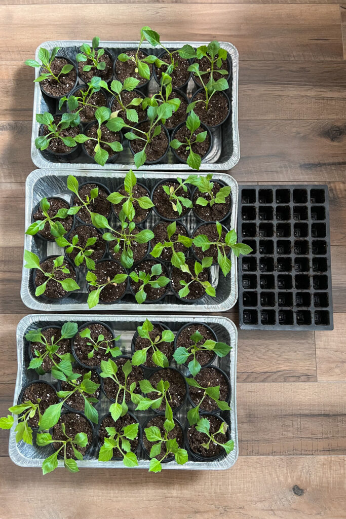 plants in 4 inch pots