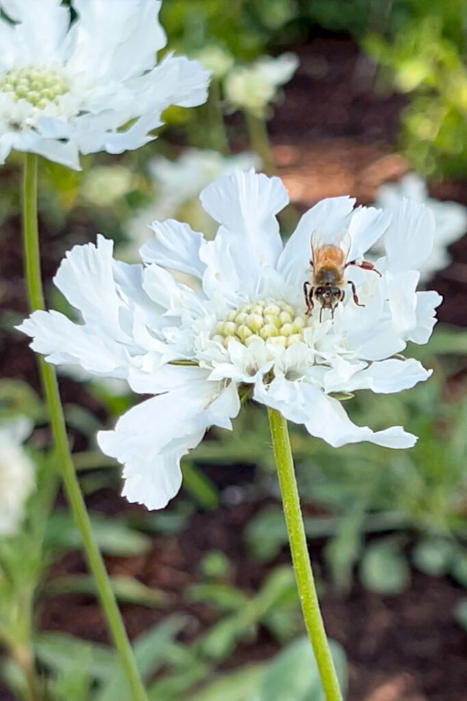 pincushion flower with bee