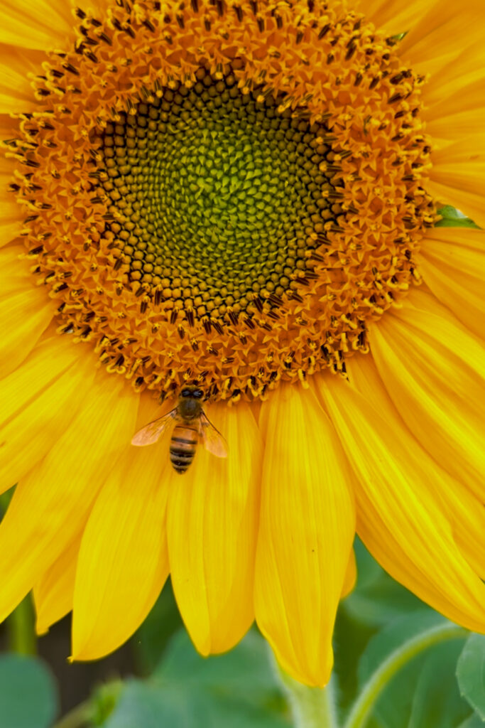 bee on sunflower