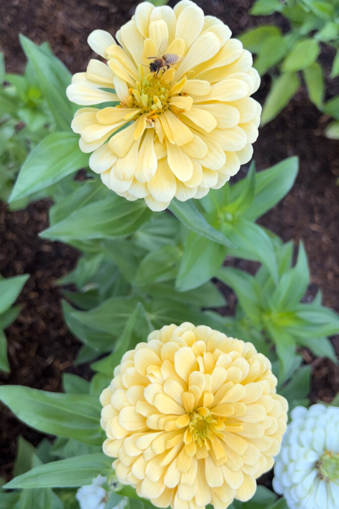 pale yellow zinnias with a bee