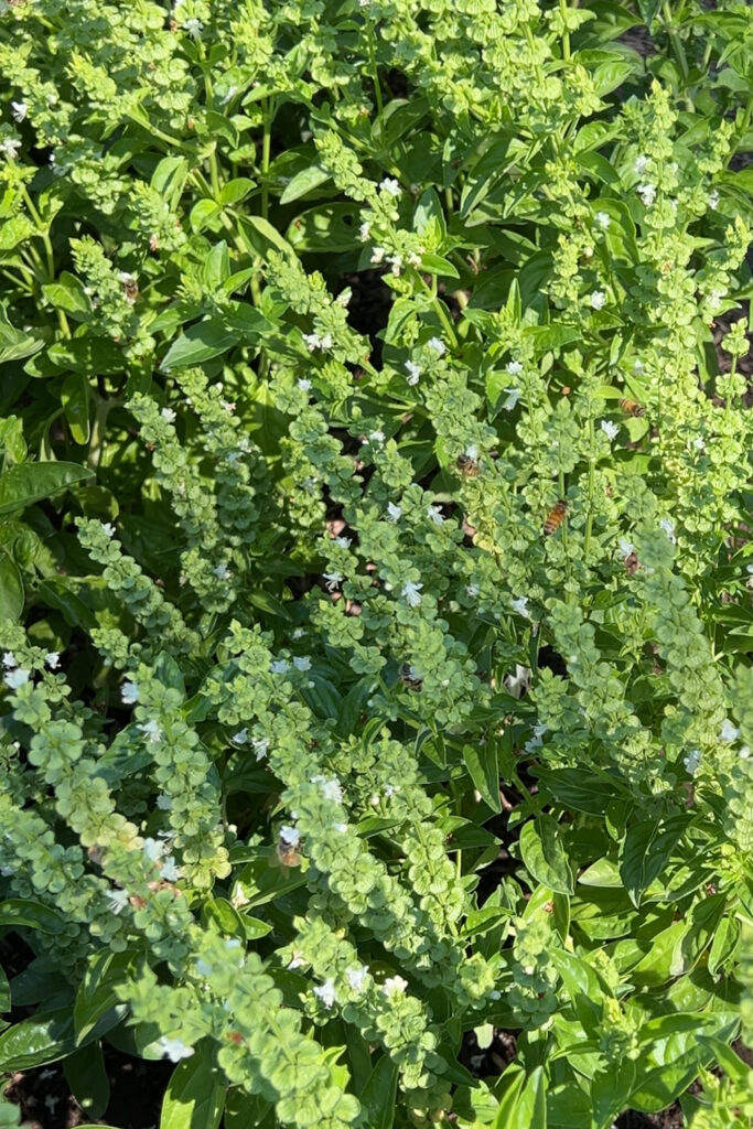 honey bees on flowering basil