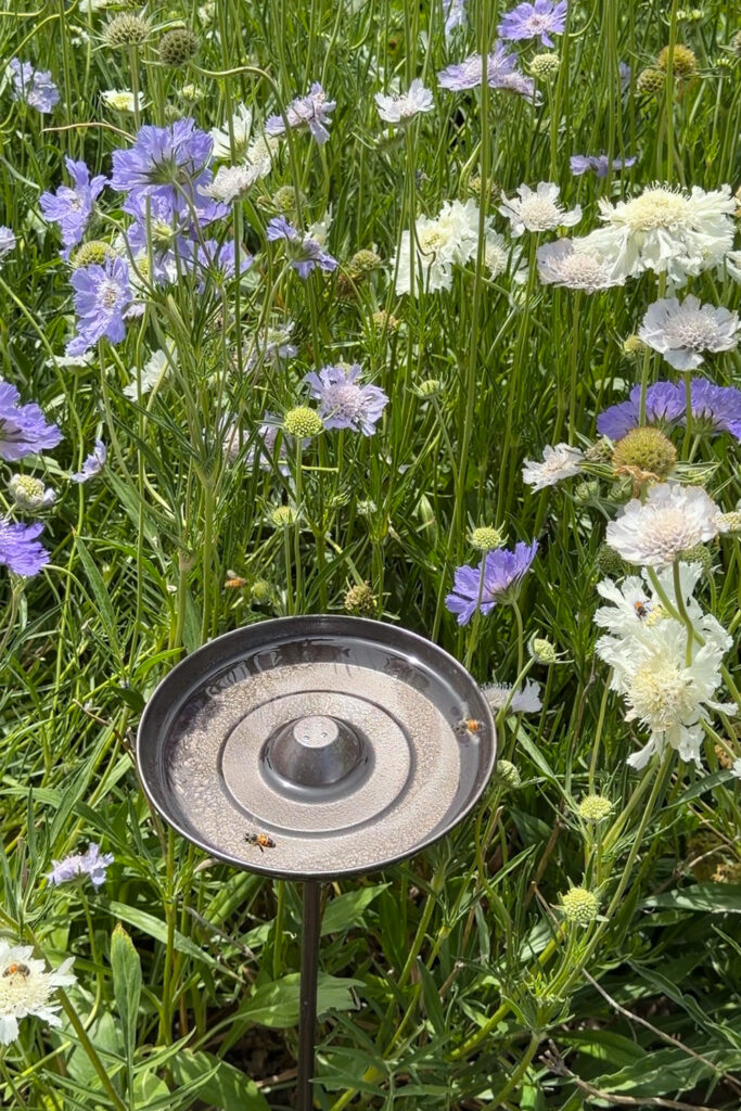 birdbath in garden