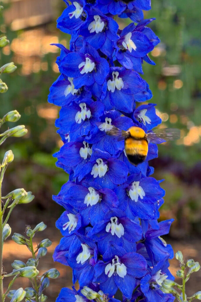 bumble bee and blue delphinium