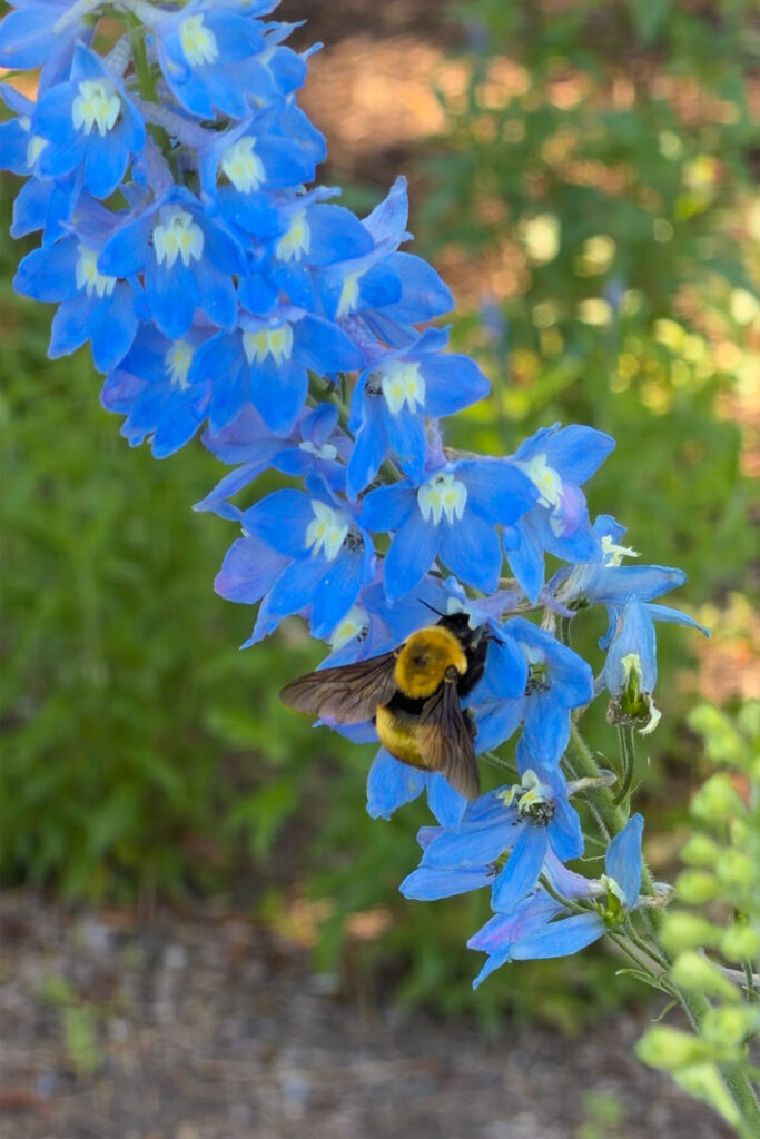 bumble bee on a delphinium plant