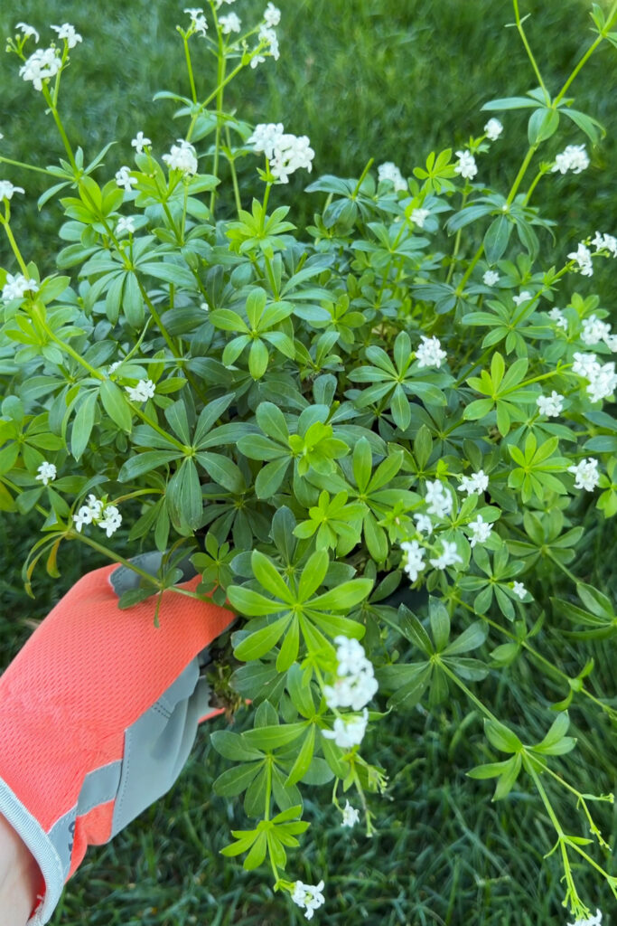 sweet woodruff groundcover plant