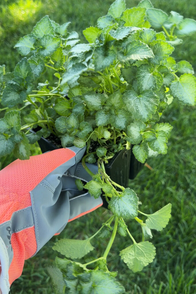 groundcover plants for planters
