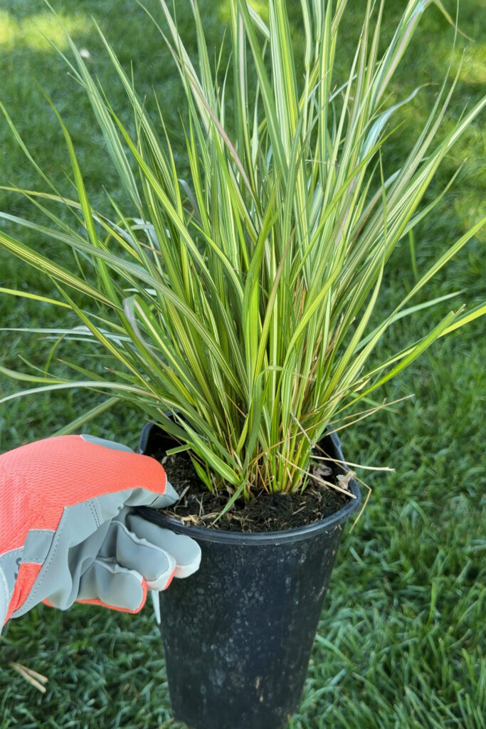 tall grass for planters