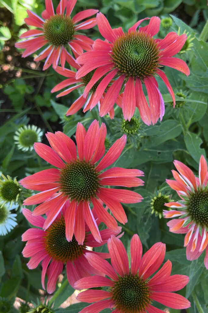 pink coneflower