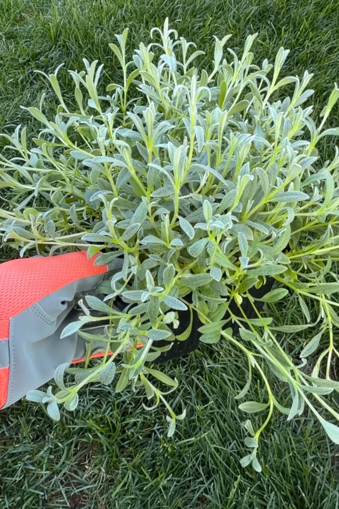 ground cover for planters