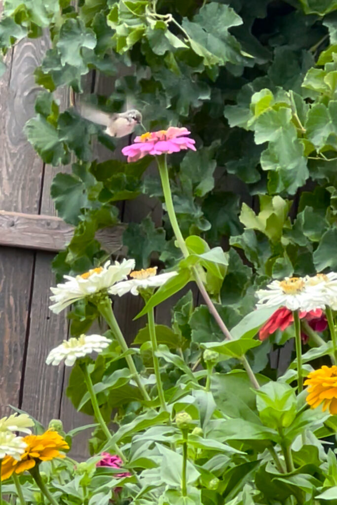 a hummingbird on a zinnia