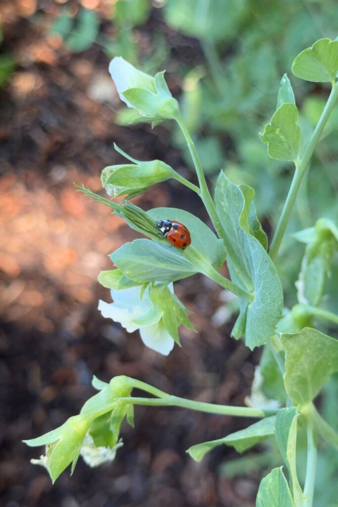 ladybug on pea plant