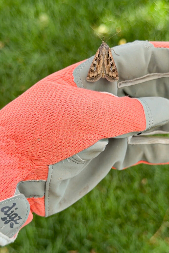 moth on gloved hand