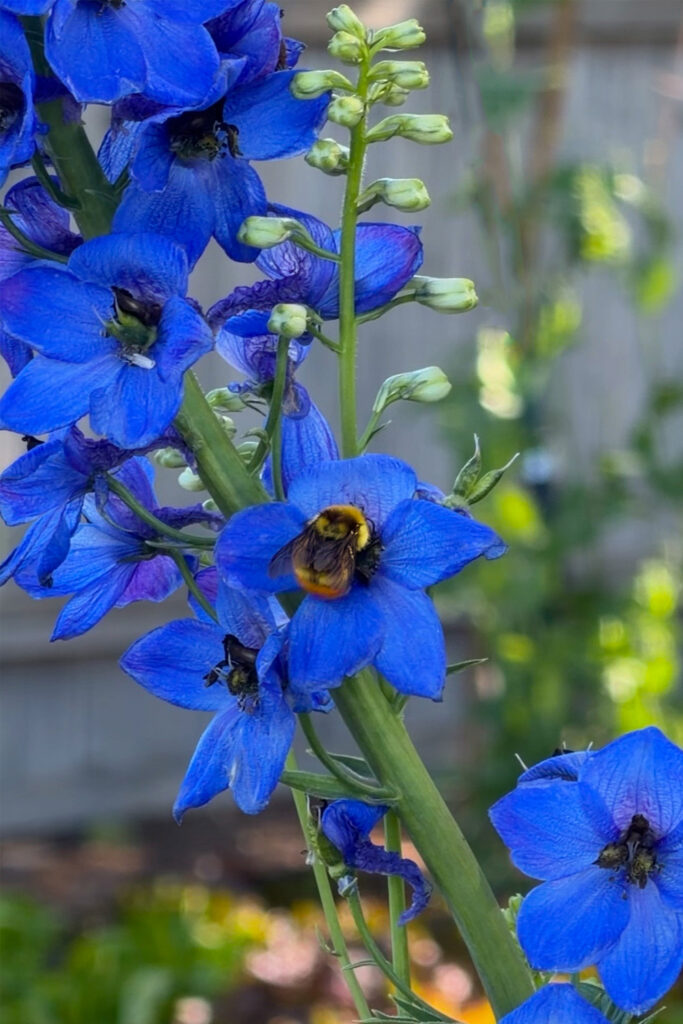 native bumble bee on delphinium