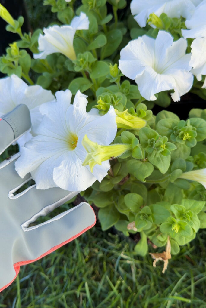 white petunias