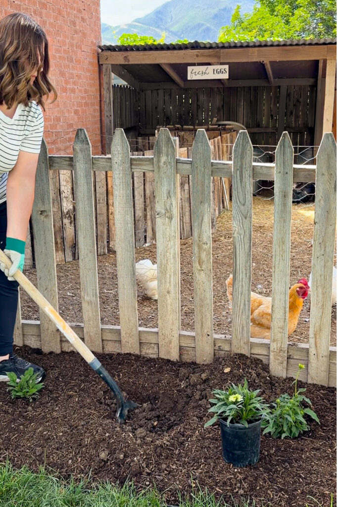 digging a hole for coneflower