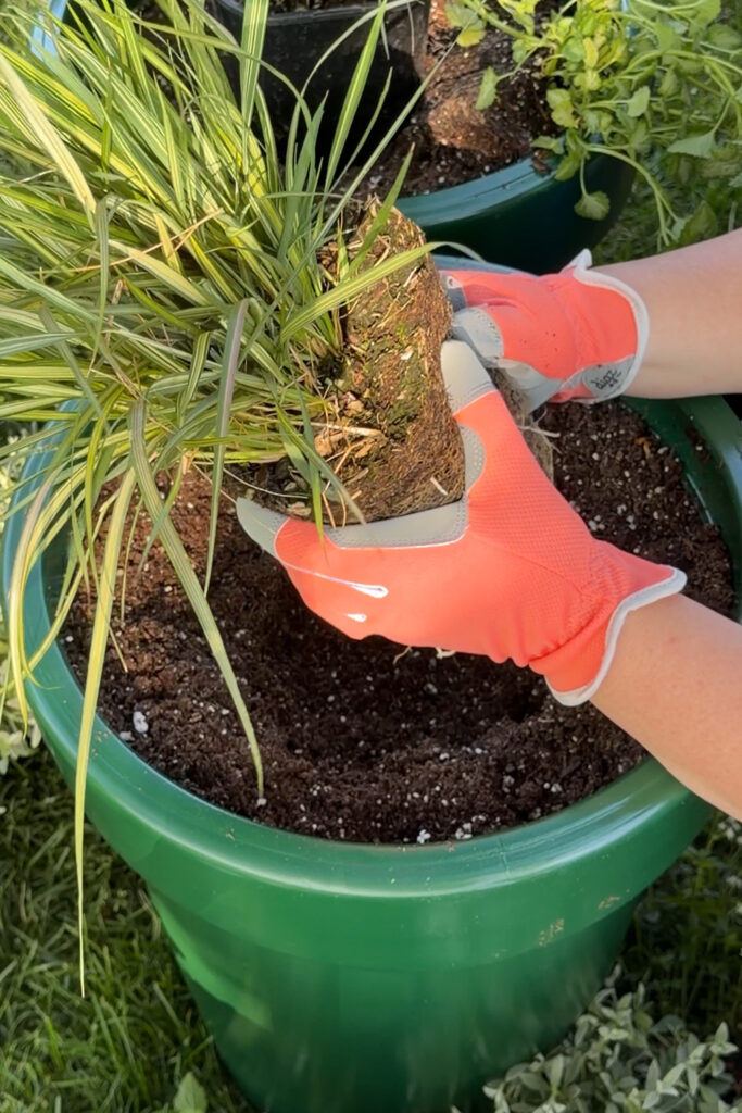 planting tall grass in large planter