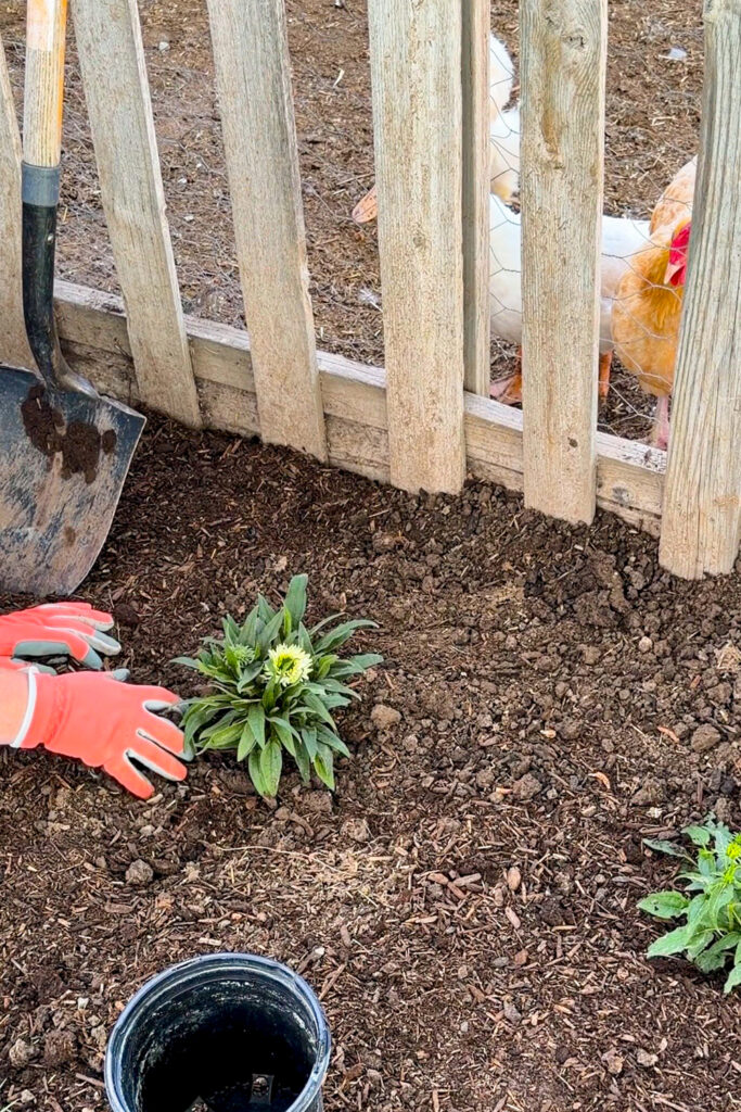 planting a coneflower