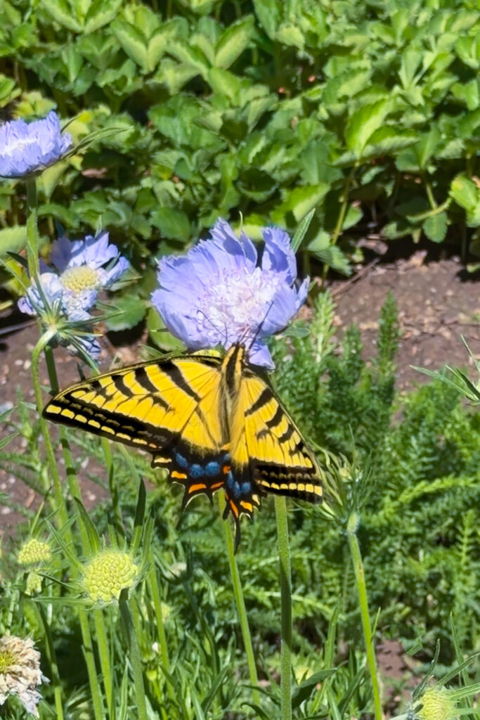 yellow swallowtail butterfly on pincushion flower