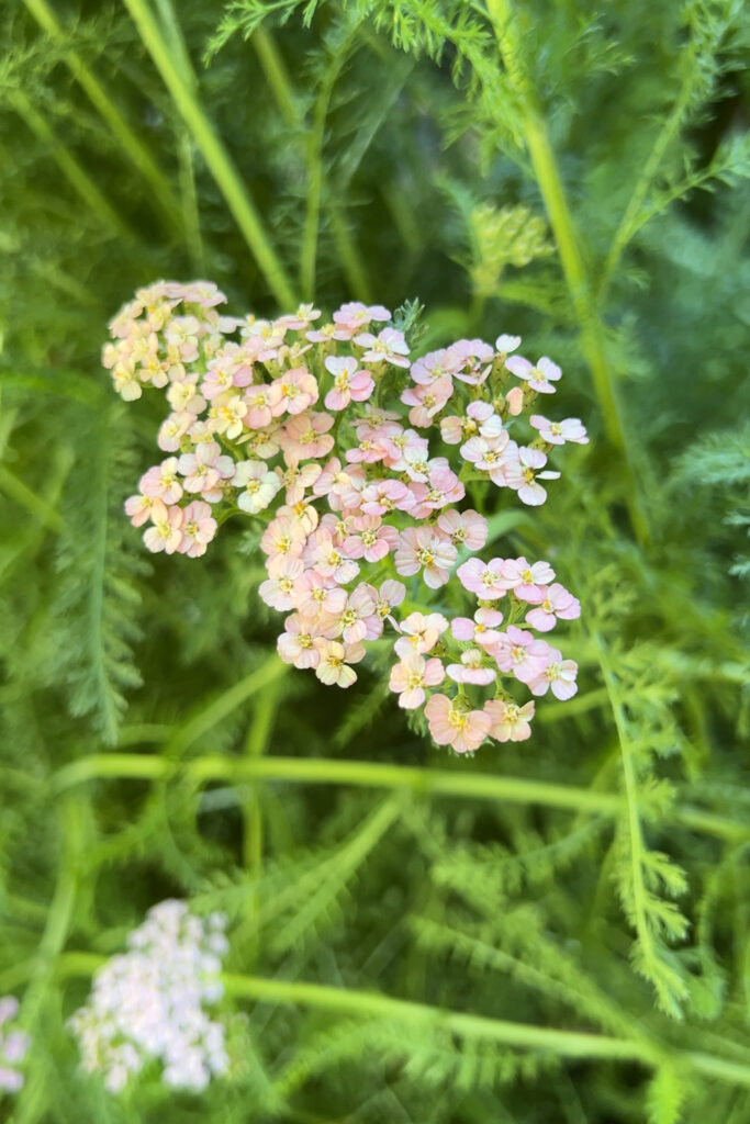 yarrow