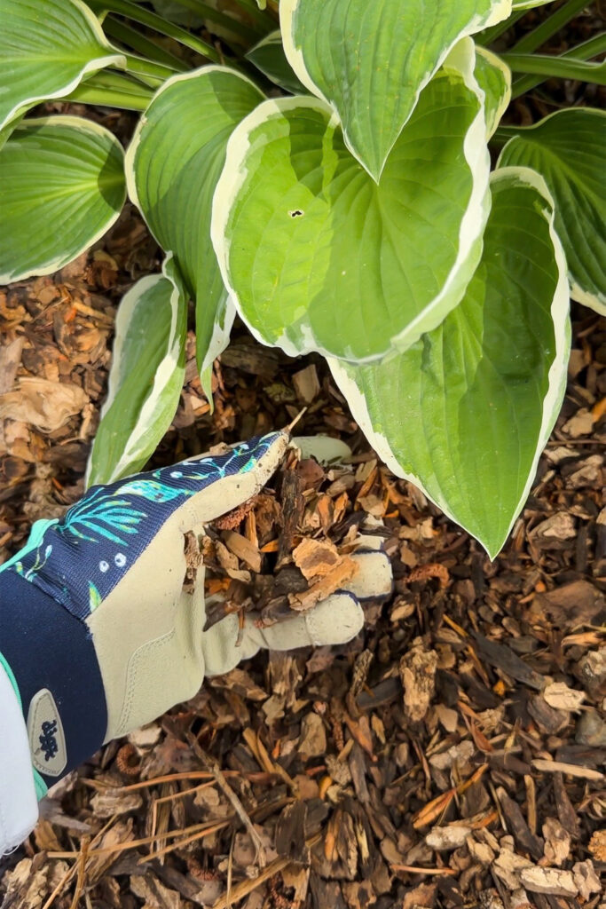 bark around base of plants