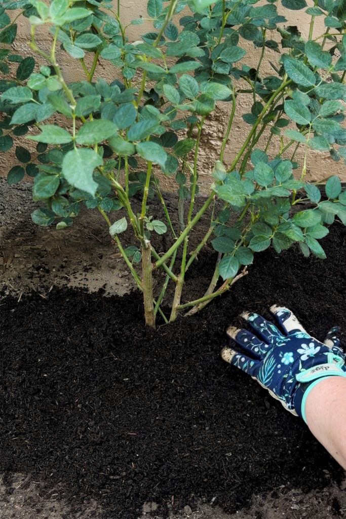 adding compost around newly planted rose