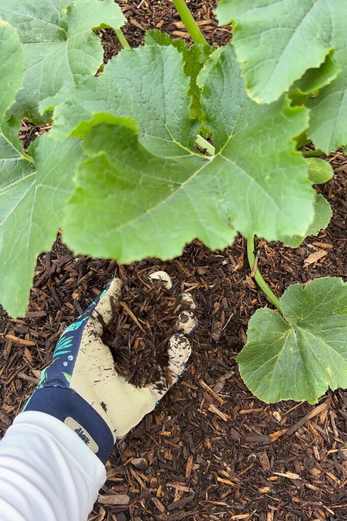 compost and mulch mix around plants in garden