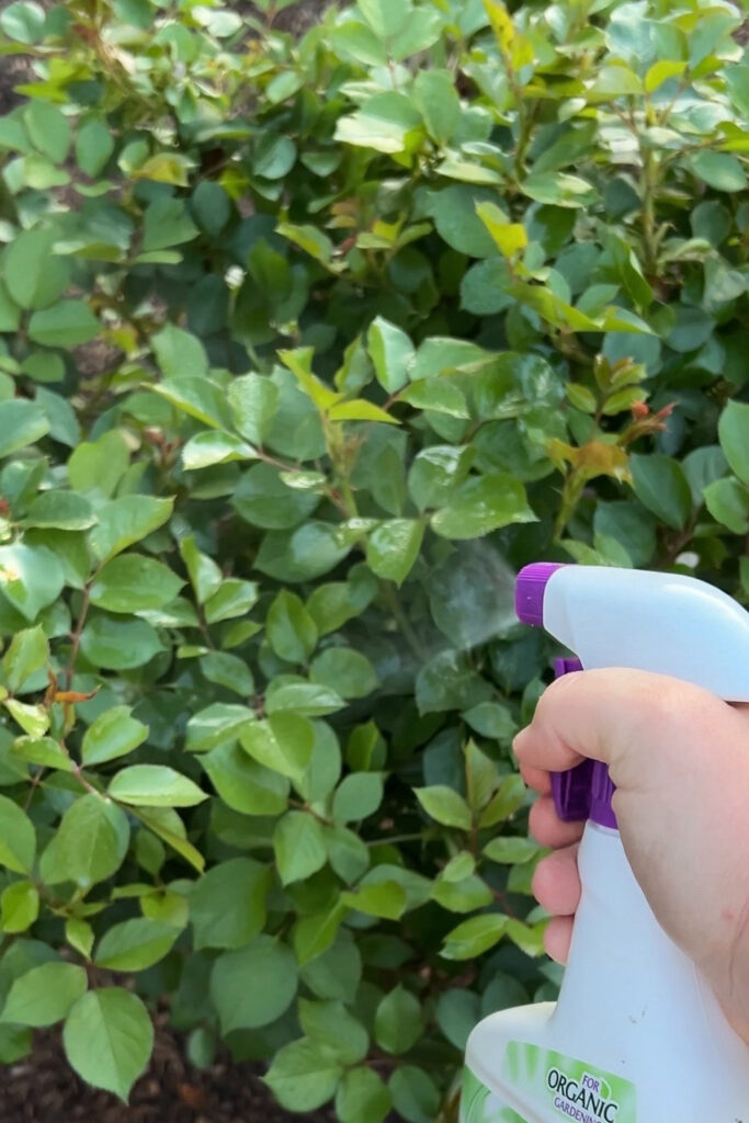 spraying a rose bush with neem oil