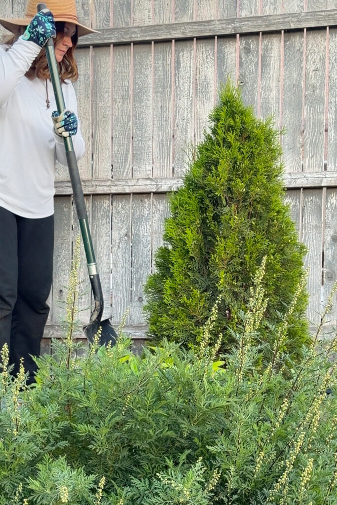 digging up bush