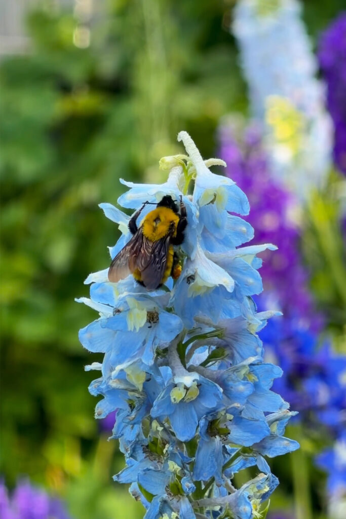 bumble bee on delphinium plant