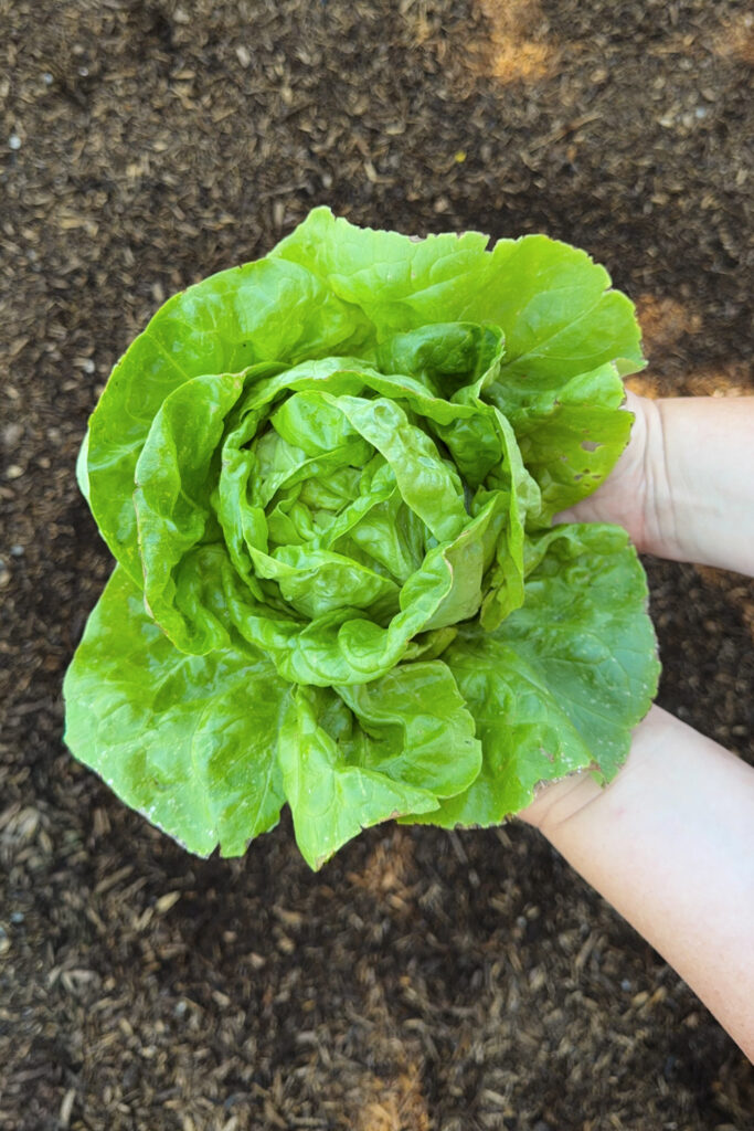 head of lettuce in the garden