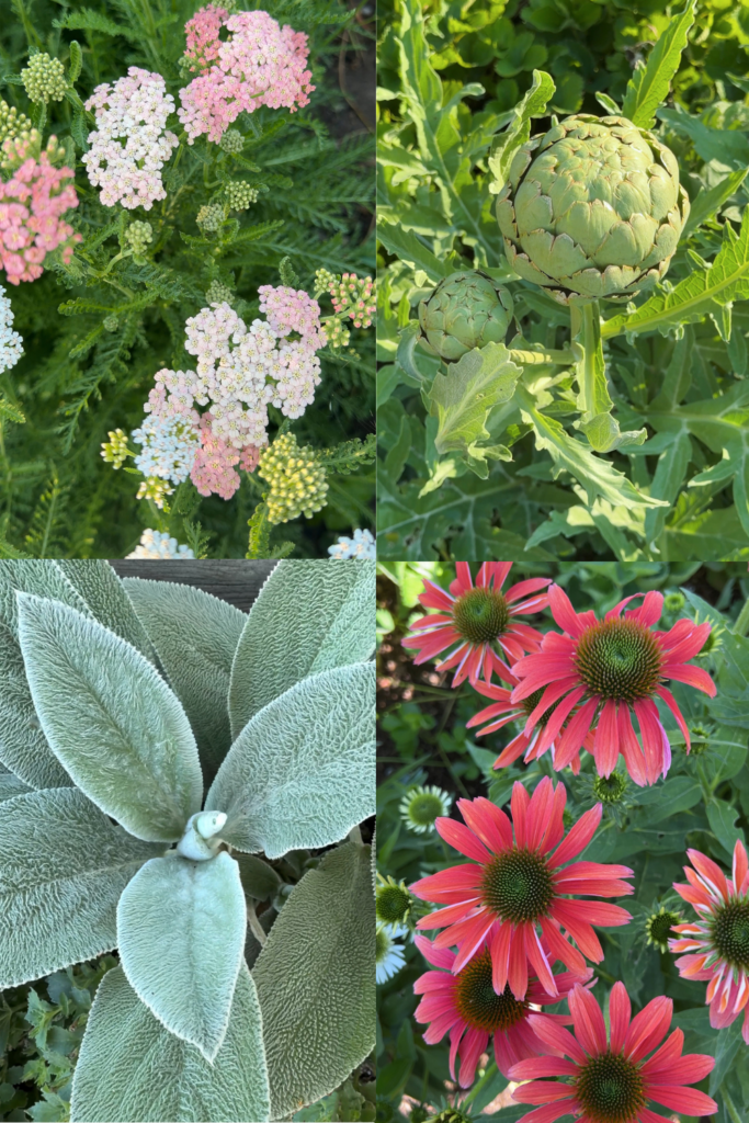 heat tolerant plants
