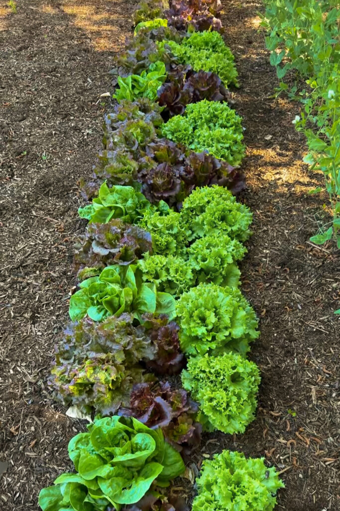 row of lettuce in the garden