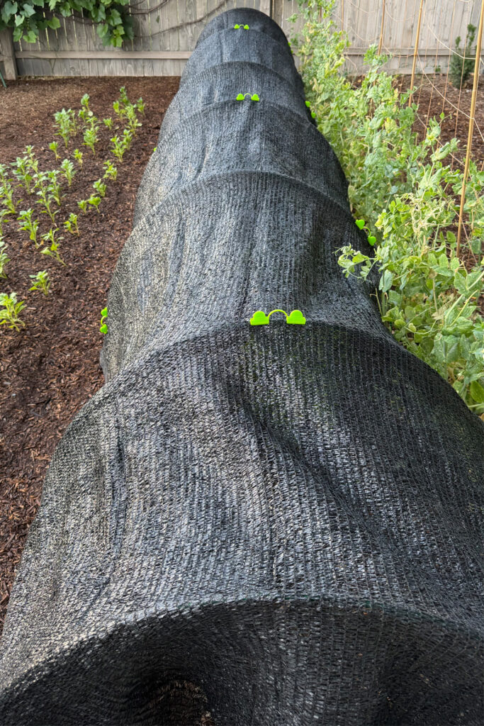 shade cloth over row of lettuce